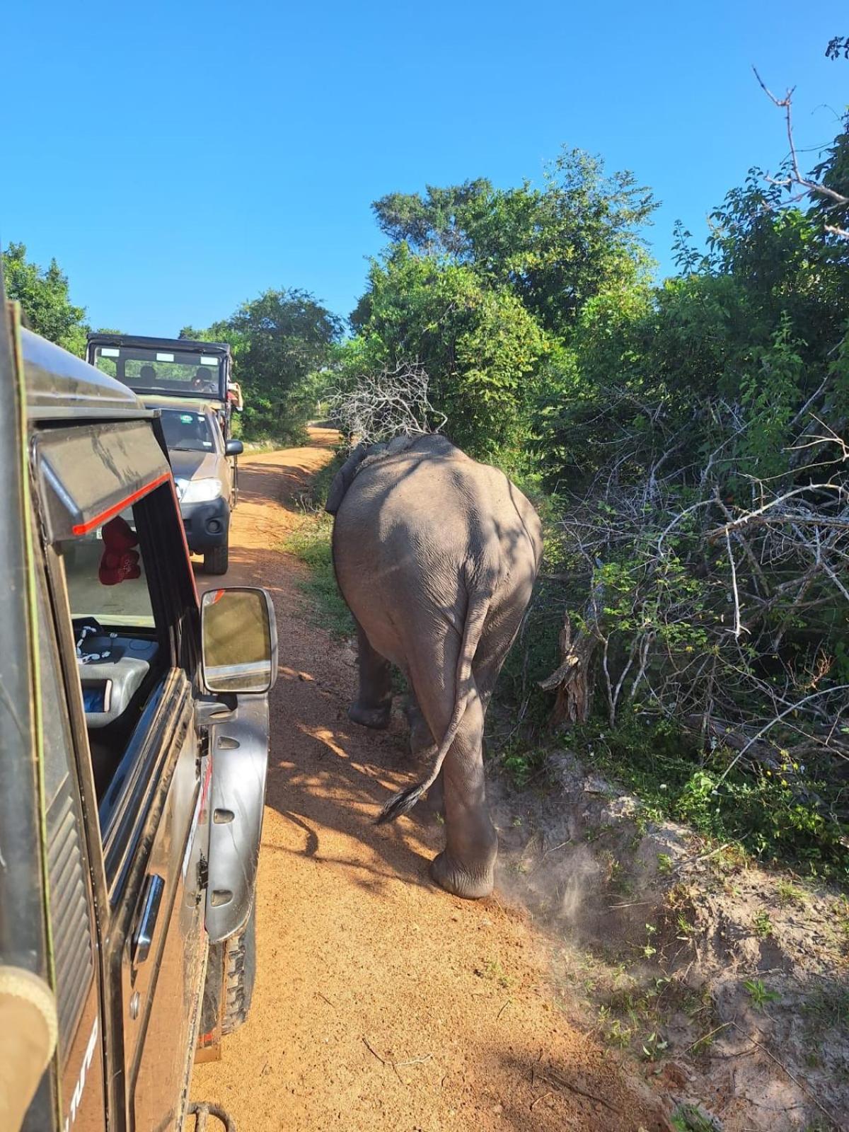 Saman Resort Yala Tissamaharama Bagian luar foto