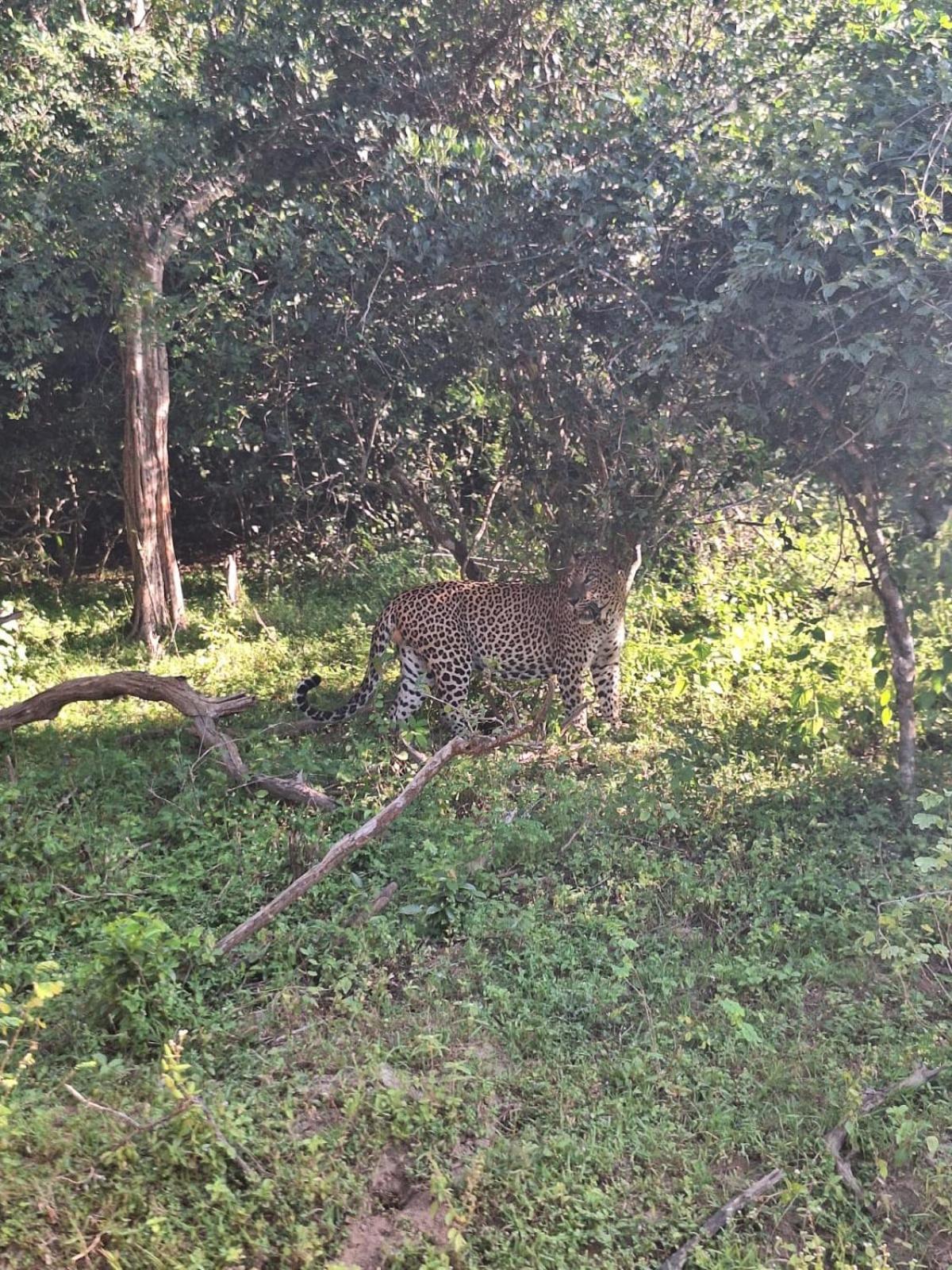 Saman Resort Yala Tissamaharama Bagian luar foto