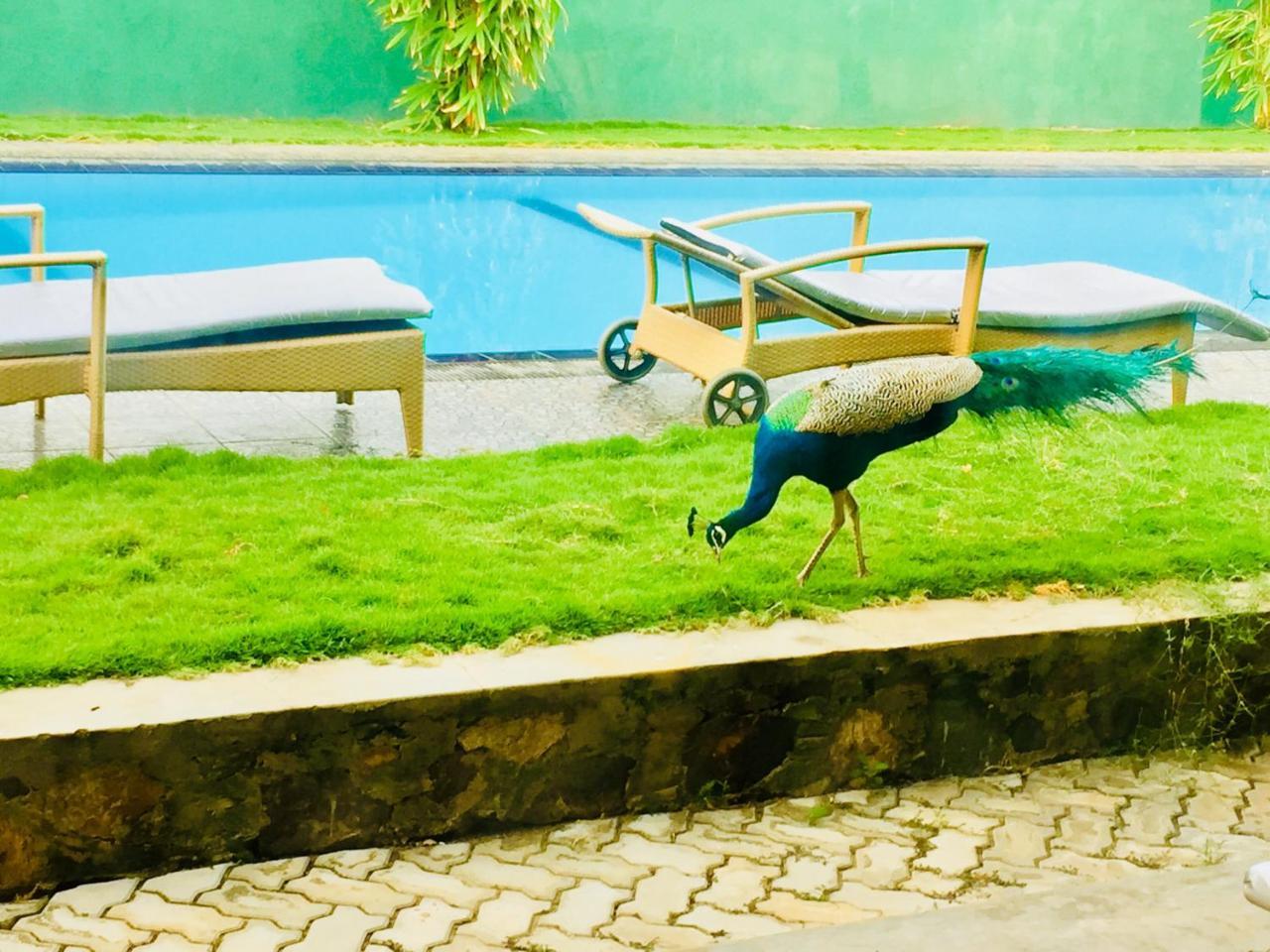 Saman Resort Yala Tissamaharama Bagian luar foto